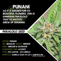 Punani by Pakalolo Seed Cannabis Seedbank