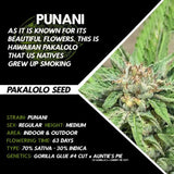 Punani by Pakalolo Seed Cannabis Seedbank