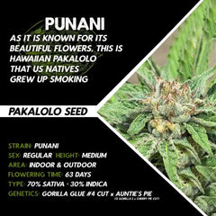 Punani by Pakalolo Seed Cannabis Seedbank