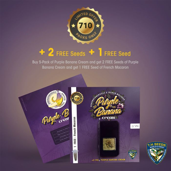 Purple Banana Cream Female Cannabis Seeds by T.H.Seeds