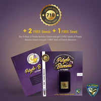 Purple Banana Cream Female Cannabis Seeds by T.H.Seeds