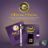 Purple Banana Cream Female Cannabis Seeds by T.H.Seeds