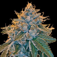 Kosher Kush Female Cannabis Seeds by DNA Genetics