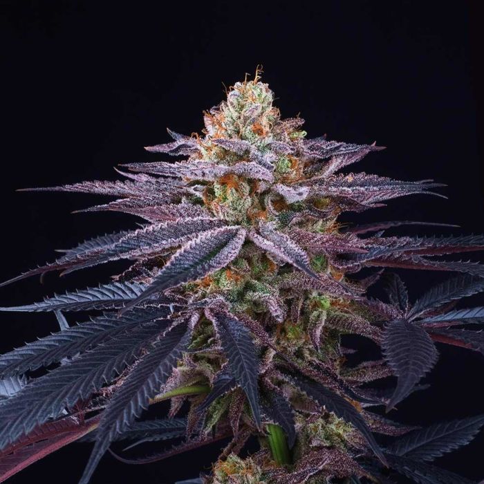 Rotten Apple Female Weed Seeds by Perfect Tree