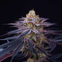 Rotten Apple Female Weed Seeds by Perfect Tree