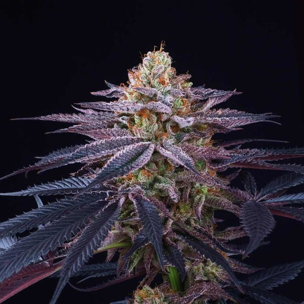 Rotten Apple Female Weed Seeds by Perfect Tree