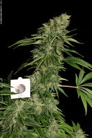 Sage n' Sour Female Cannabis Seeds by T.H.Seeds