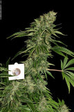 Sage n' Sour Female Cannabis Seeds by T.H.Seeds
