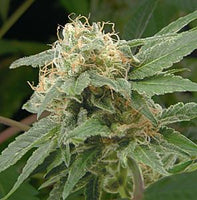Sage n' Sour Female Cannabis Seeds by T.H.Seeds