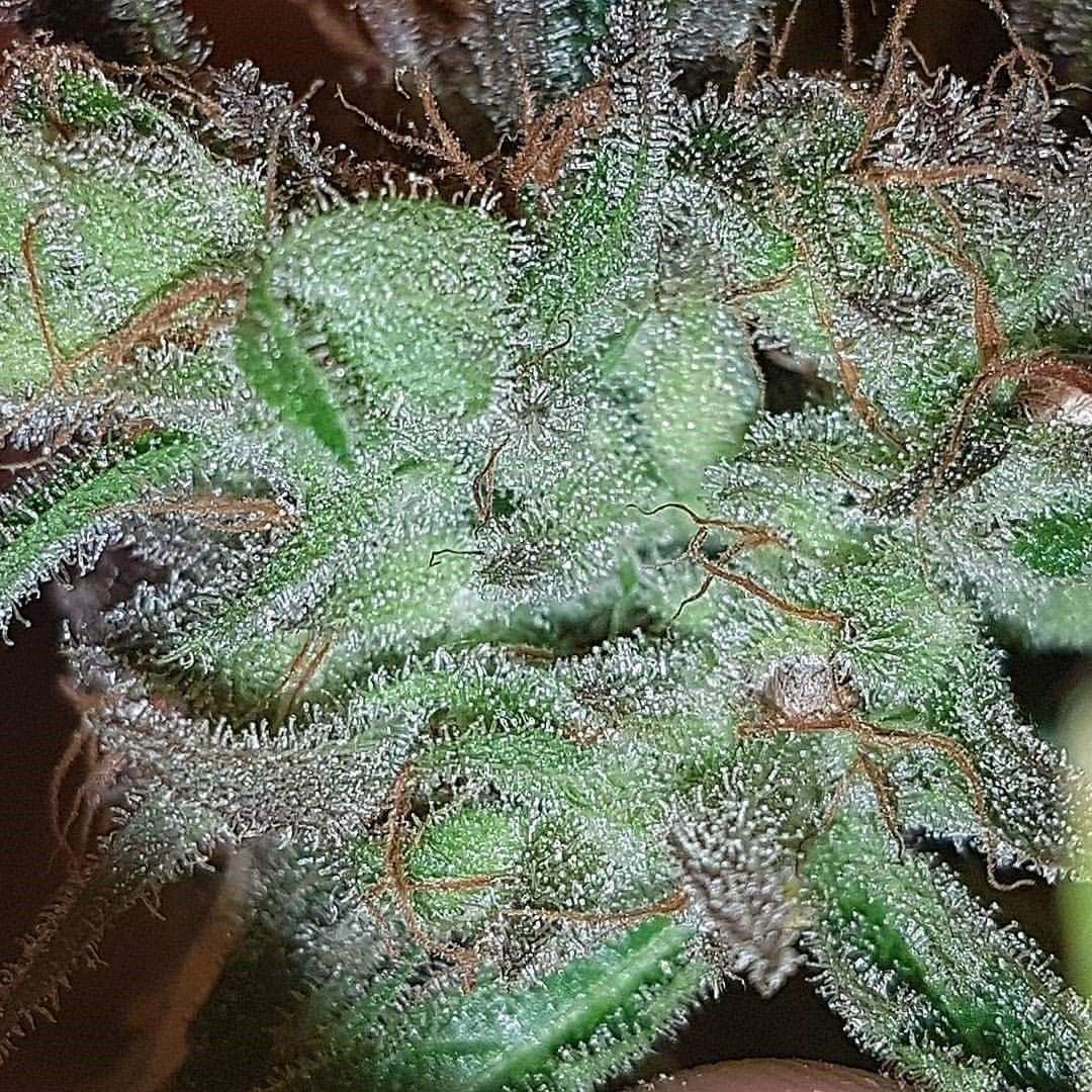 Buddas Dog Regular Cannabis Seeds by Connoisseur Genetics