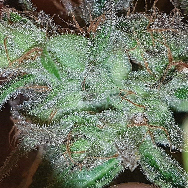 Buddas Dog Regular Cannabis Seeds by Connoisseur Genetics