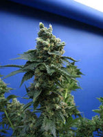 Sage n' Sour Female Cannabis Seeds by T.H.Seeds