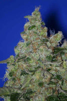 Sage n' Sour Female Cannabis Seeds by T.H.Seeds