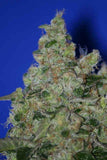 Sage n' Sour Female Cannabis Seeds by T.H.Seeds