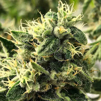 Scavenger's Daughter Regular Cannabis Seeds by Rare Dankness
