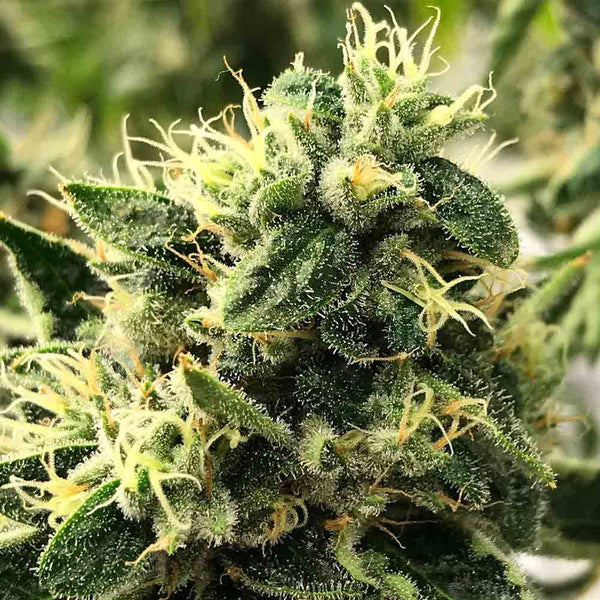 Scavenger's Daughter Regular Cannabis Seeds by Rare Dankness