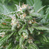 Biddy Early Regular Cannabis Seeds by Serious Seeds