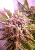 Strawberry Wedding Cake Female Cannabis Seeds by Holy Smoke Seeds