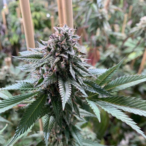 Super Petrol Regular Cannabis Seeds by Mosca Seeds
