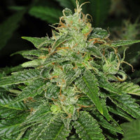 S.A.G.E.® CBD Female Cannabis Seeds by T.H.Seeds