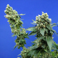 Sage n' Sour Female Cannabis Seeds by T.H.Seeds