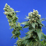 Sage n' Sour Female Cannabis Seeds by T.H.Seeds