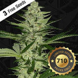 MelonSicle Feminized Cannabis Seeds by T.H.Seeds (Bastards Line)