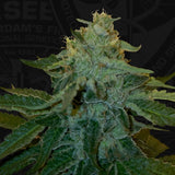 MelonSicle Feminized Cannabis Seeds by T.H.Seeds (Bastards Line)