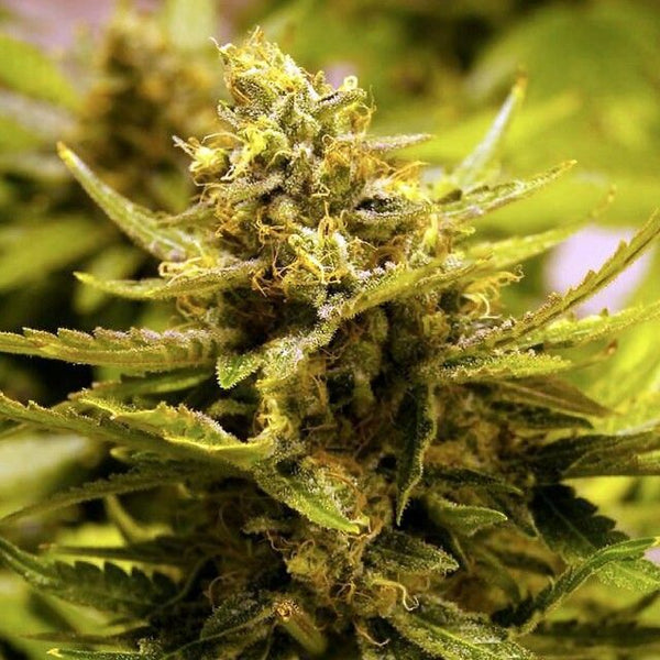 CBD OG Regular Cannabis Seeds by The Cali Connection