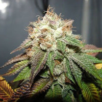Pre98 Bubba BX2 Regular Cannabis Seeds by The Cali Connection