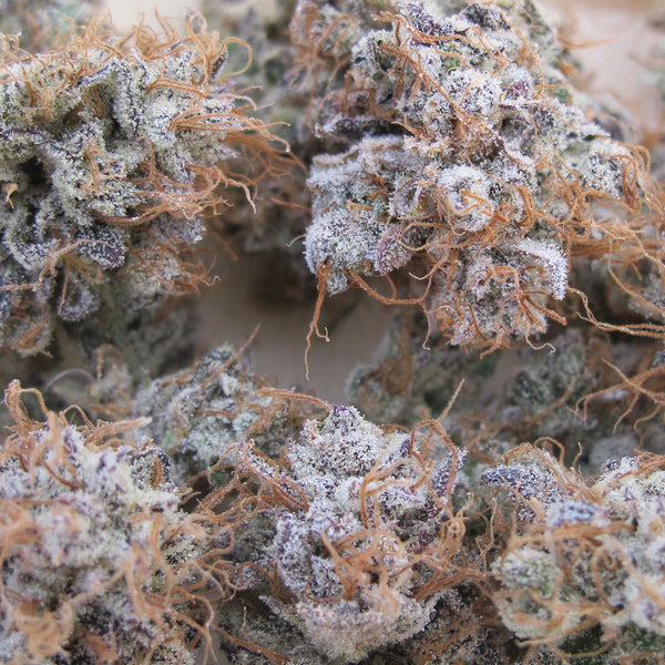 Titty Twister Female Cannabis Seeds By Ultra Genetics