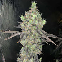 Watzapp Regular Weed Seeds by Spitfire Genetics